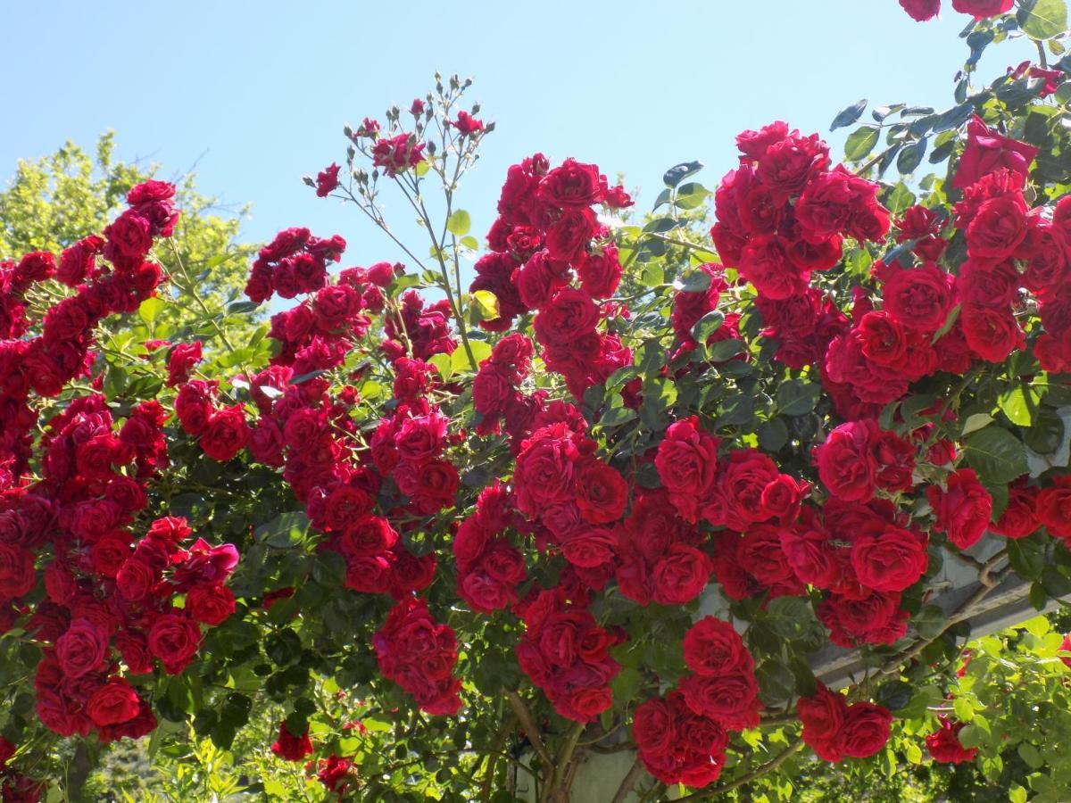 Des Roses Hotel Platanias  Bagian luar foto